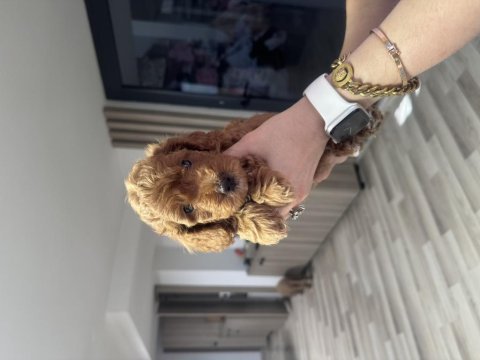 Toy poodle dişi yavrular