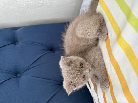 Lokum gibi british shorthair kızımız