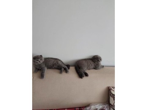 2 adet gri gold 2 adet uzun kulak çikolata siyah kedimiz