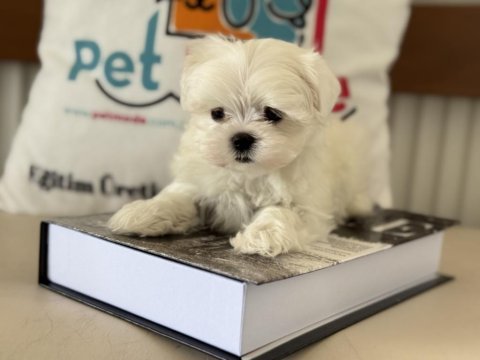 Petmode köpek çiftliğinden tea cup kore kan maltese