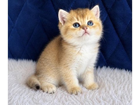 British shorthair ve longhair golden yavrular