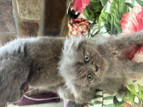 Meraklı şirin scottish fold