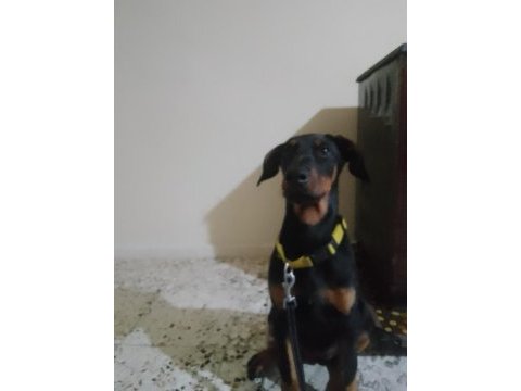 Saf doberman yavrusu