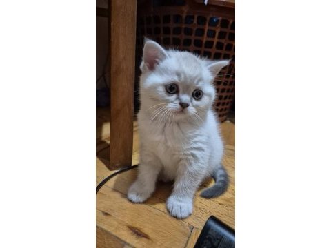 Scottish fold biritish shorthair sağlık garantil