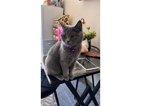 British shorthair dişi