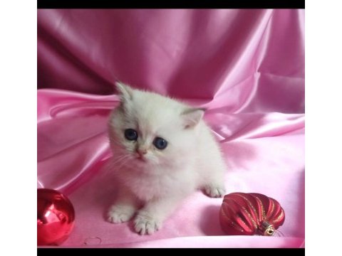 British shorthair yavru 1 aylık