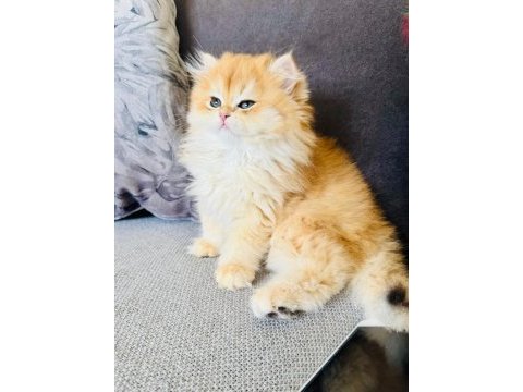 Golden british longhaır safkan