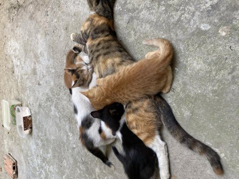 Şirin tekir yavrularımıza yuva arıyoruz