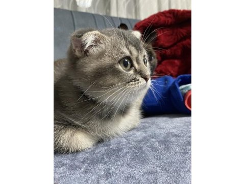 İki tane erkek yavru scottish fold