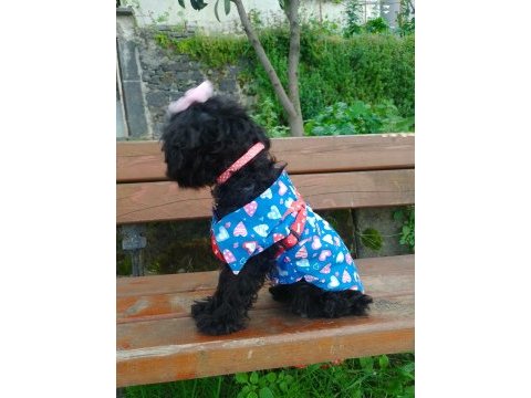Toy poodle