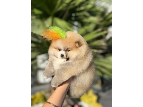 Orjinal pomeranian boo 
