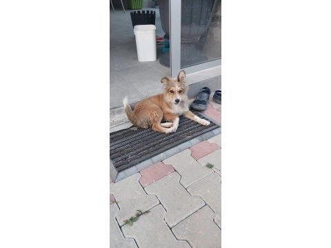 Yavru kırma collie ücretsiz