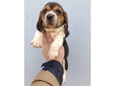 Harika maske beagle bebekler