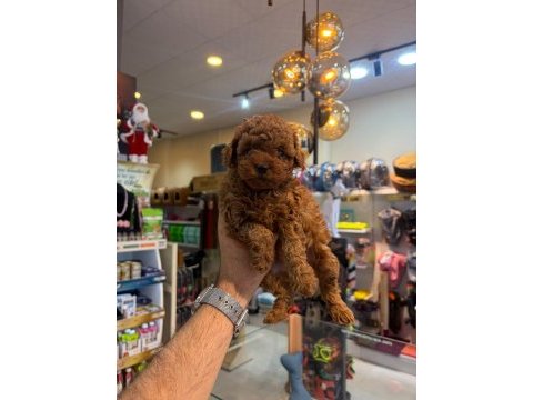 Irk ve sağlık garantili kore toy poodle yavrularımız