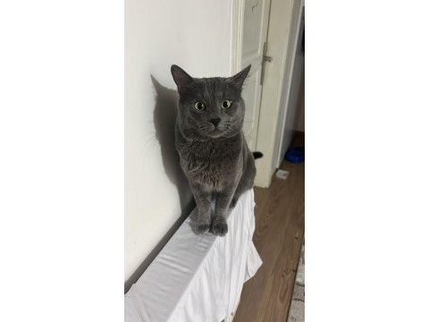 British shorthair kedisi