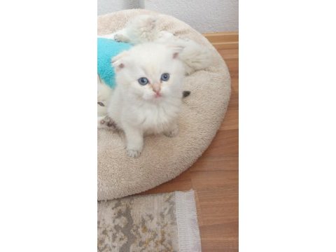 Beyaz scottish fold kedimiz