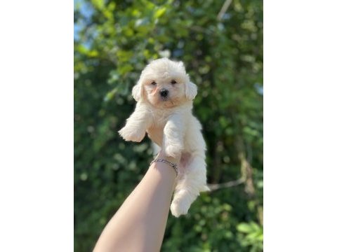 Erkek dişi mevcut köpekler