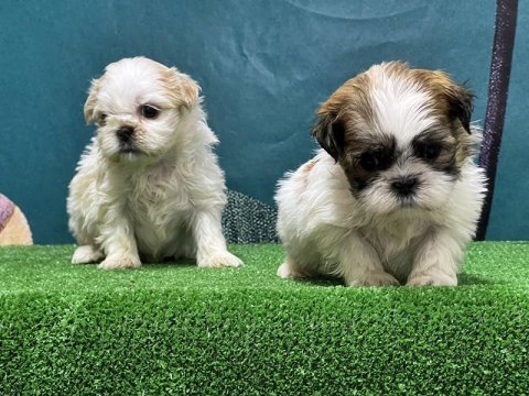 Mükemmel kalitede shih tzu yavrular