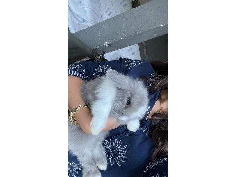 Safkan hollanda lop tavşanlar gönderim var