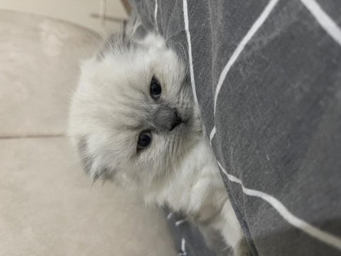 Scottish fold blue point long hair 0 kulak