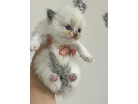 Safkan ragdoll bebekler