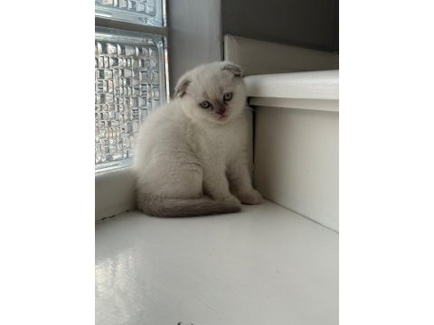 Yeni doğmuş minik british shorthair yavrular