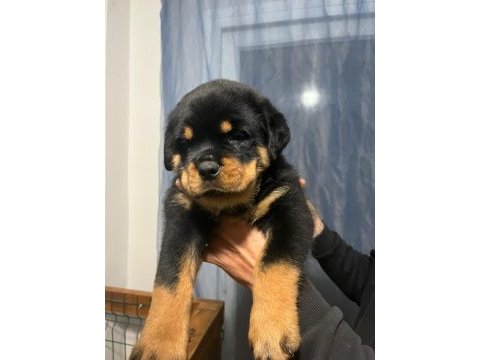 Fcı secereli rottweiler yavrularımız