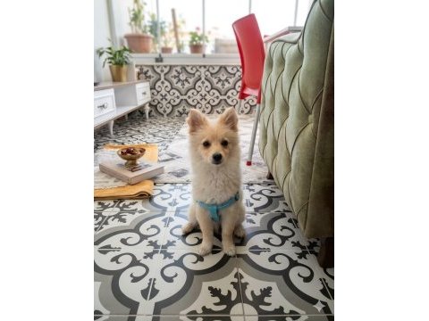 Pomeranian spitz