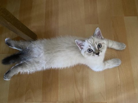 4 aylık dişi british shorthair