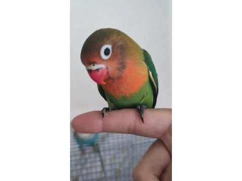 Yavru cennet papağanı