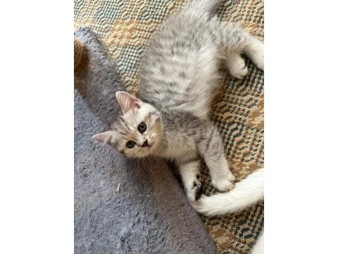 Safkan yavrular yuvalarını ariyorlar