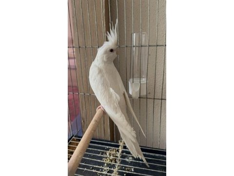 Yavru sultan papağanı albino