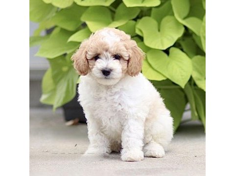 Dunyanın en zeki dizayn ırkı labradoodle f1b