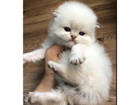 Muhteşem safkan british longhair ve british shorthair yavru