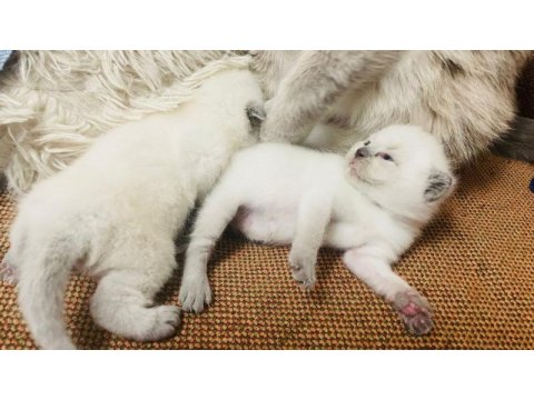 Safkan scottish fold