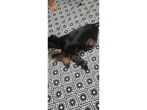 Minyatür pinscher
