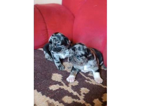 Egzotik renk merle pug mops bebekler