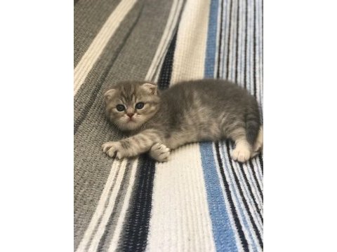 Scottish fold dişi yavru kedimiz rezerve edilebilir