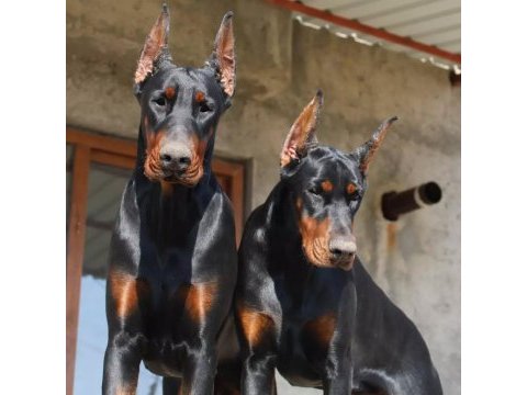 Doberman avrupa n