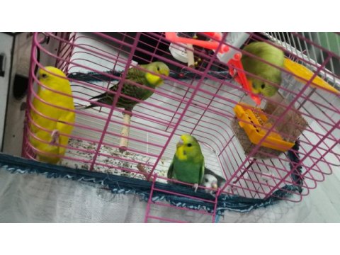 9 adet yavru muhabbet kuşu