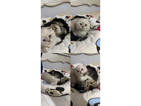 2 erkek kardeş kediler