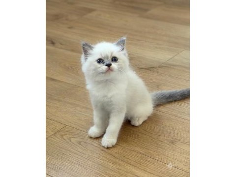Secereli ragdoll yavruları