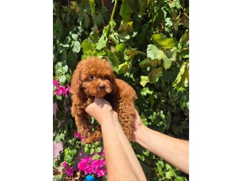 Red toy poodle yavrularımız