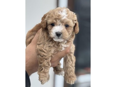 Petmode köpek çifrliğinde ziyarete açık maltipoo
