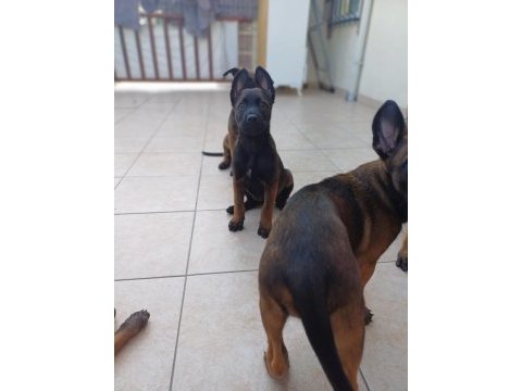 Fcı /kıf şecereli malinois yavrularım
