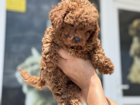 Petmode köpek çiftliğinde ziyarete açık toy poodle