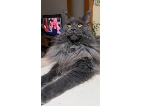 Sağlık ve ırk garantili minik maine coon devler
