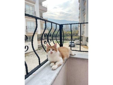 Kedimiz leo kendine yeni yuva arıyor