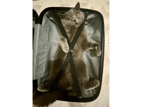 British shorthair dumanı sahiplendiriyoruz