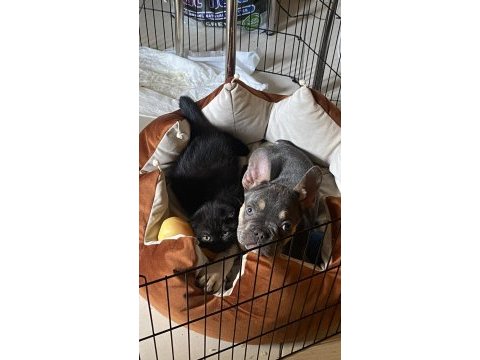 French bulldog blue tan yavru